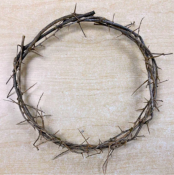 COT-05-24 in crown of thorns